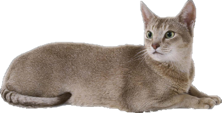 Cat Sitters Peterborough