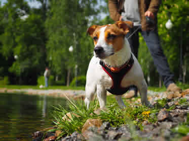 Dog Walkers Peterborough