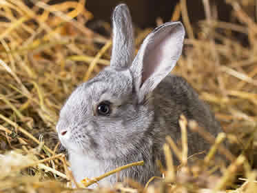 Pet Sitters Peterborough