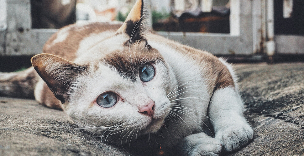 Cat Sitters Peterborough