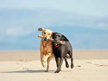 Doggy Daycare Peterborough