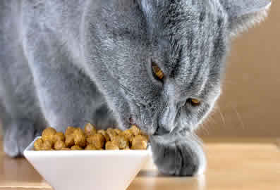 Cat-Sitting-Peterborough