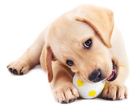 Doggy Daycare Peterborough