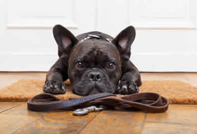 Single-Dog-Walker-Peterborough