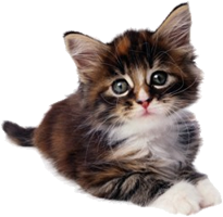 Cat Sitting Peterborough