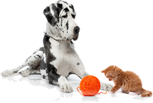dog sitting Peterborough, cat sitting Peterborough, rabbits, cats, mouse, fish, sitters Peterborough, Peterborough pet sitters