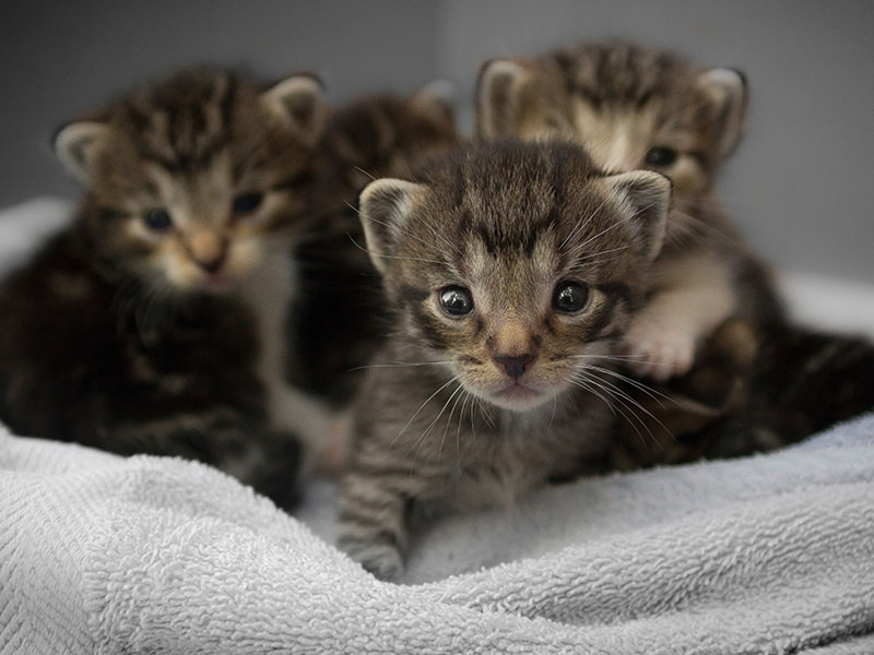 Cat Sitters Peterborough