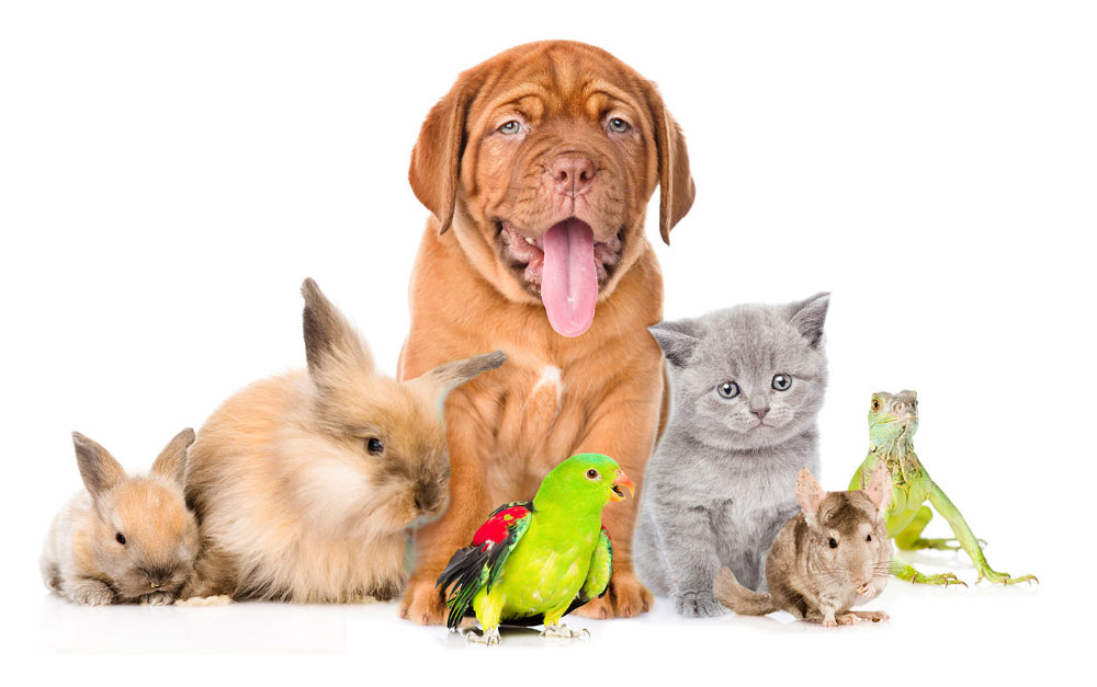 Dog walkers Peterborough