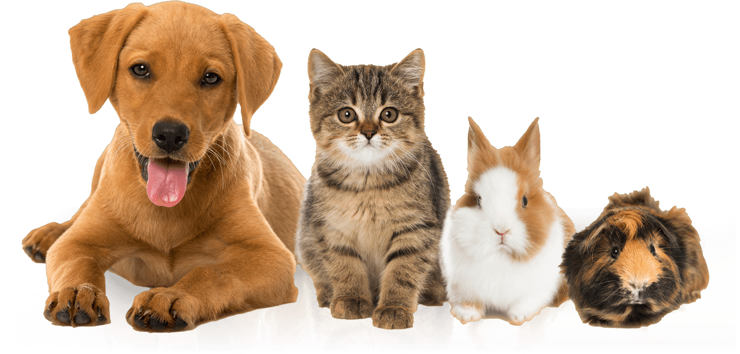 Dog Walkers Peterborough