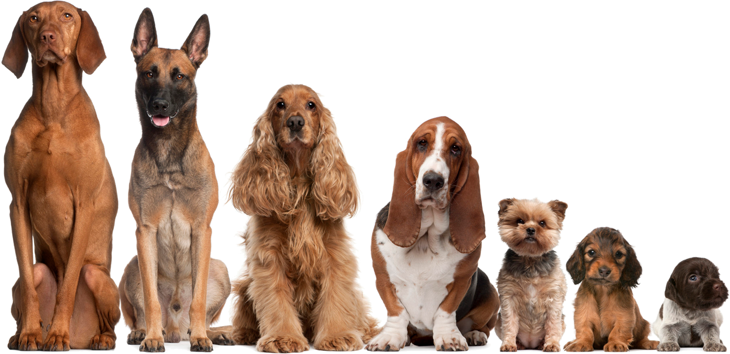 dog walkers Peterborough